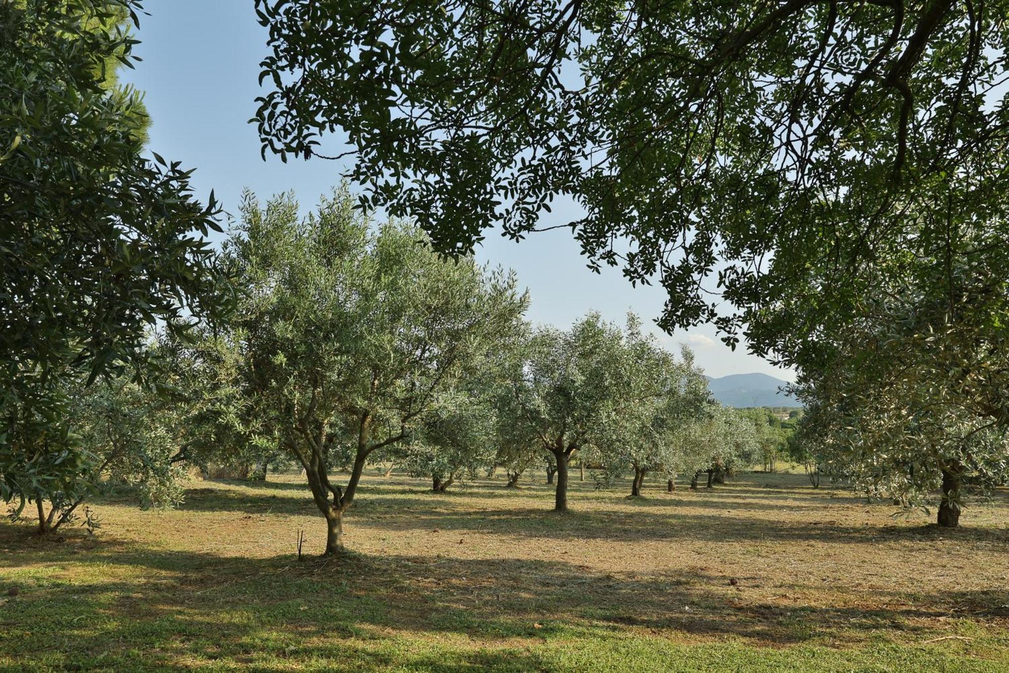 Οlives And Vines All Seasons Villa Litóchoron Buitenkant foto